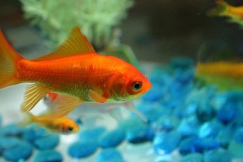1-goldfish-shot