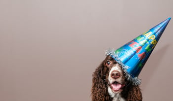 new year dog