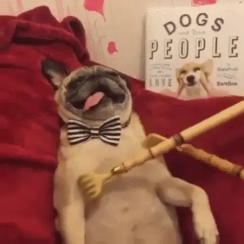 pug getting chest scratched