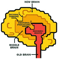 new brain vs old brain 1