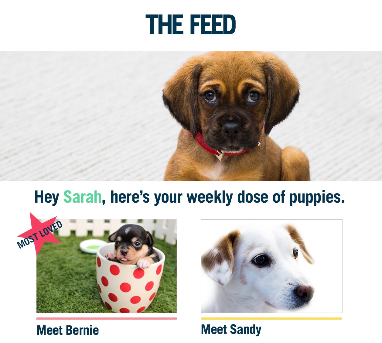The Feed dog email