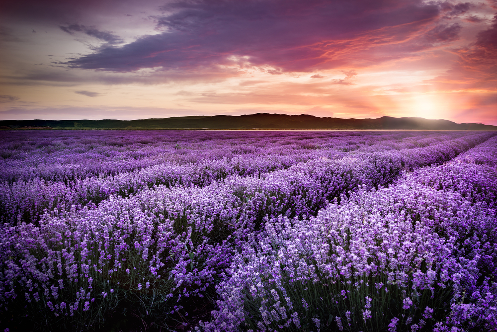 campo de lavanda representando as cores violeta ou roxo