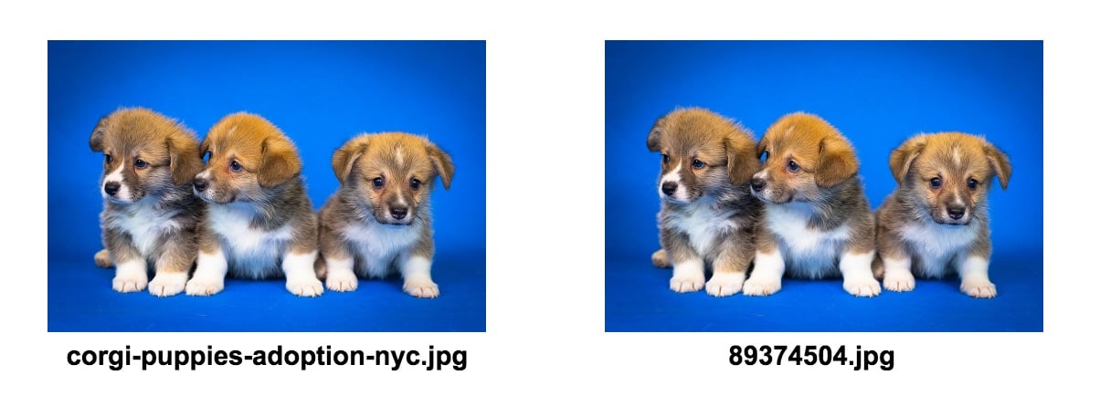 corgi puppies file name