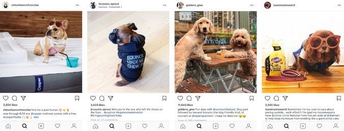 dogs of instagram