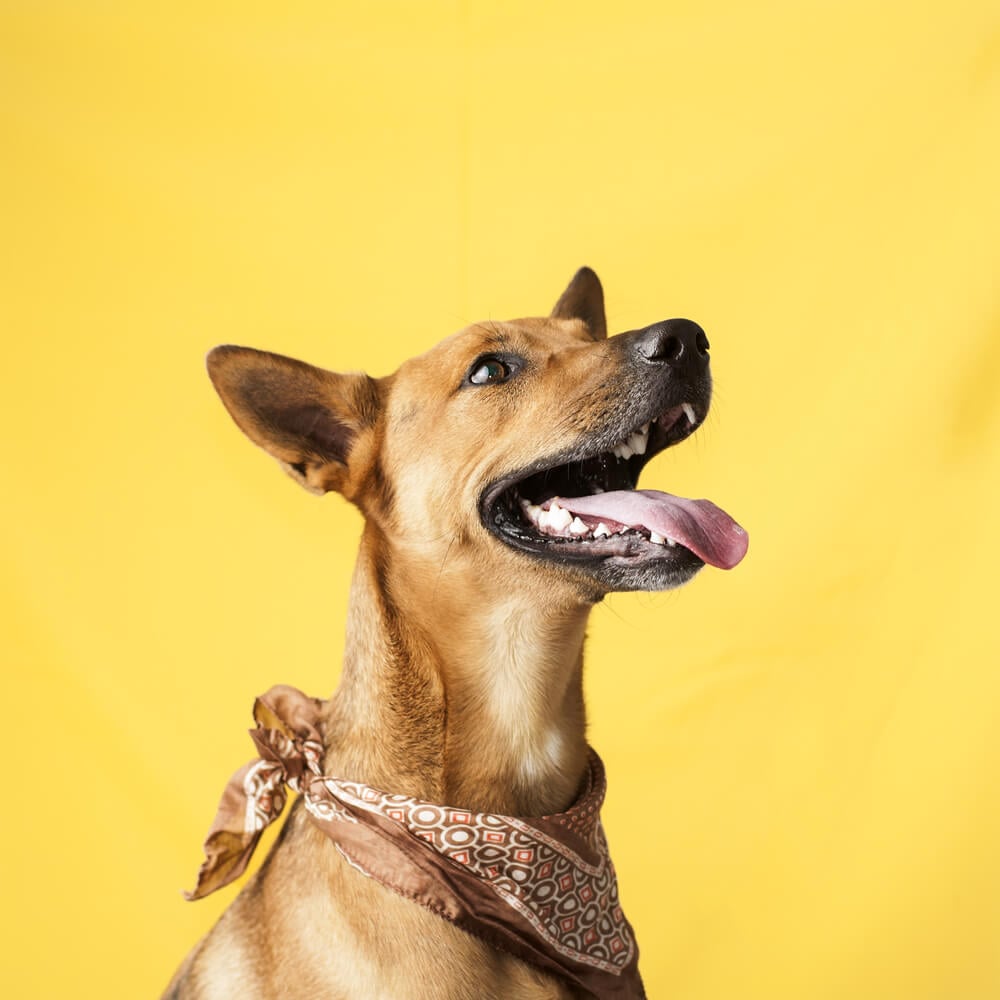 cachorro influencer com acessorio em pescoço em fundo amarelo