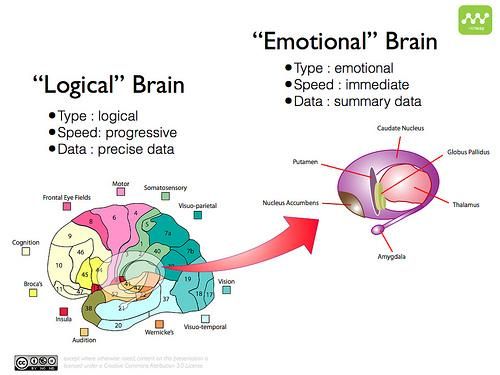 A diagram of the "logical" brain and "emotional" brain.