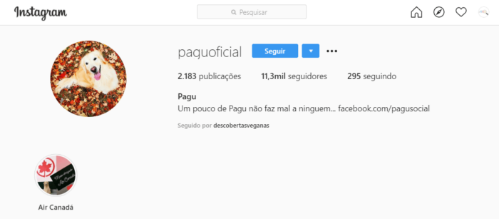 paguoficial como exemplo de instagram de cachorro