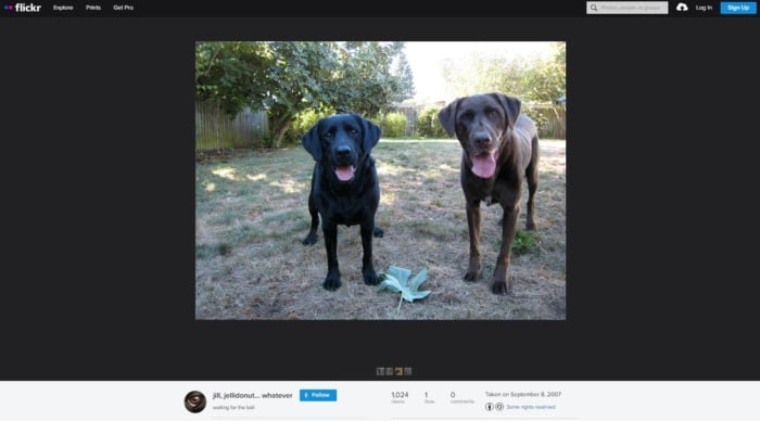 Picture of two dogs found from Fickr