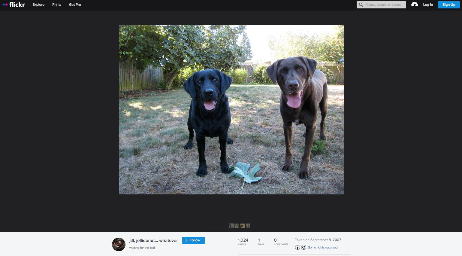 Picture of two dogs established from Fickr