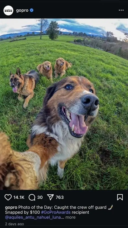 A GoPro Instagram post showing a dog taking a selfie-style photo in a grassy field with three other dogs behind it. Example of user-generated content (UGC).