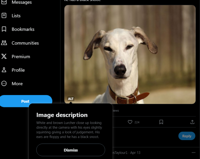 screenshot of alt text displayed for an image of a dog on X (formerly Twitter)