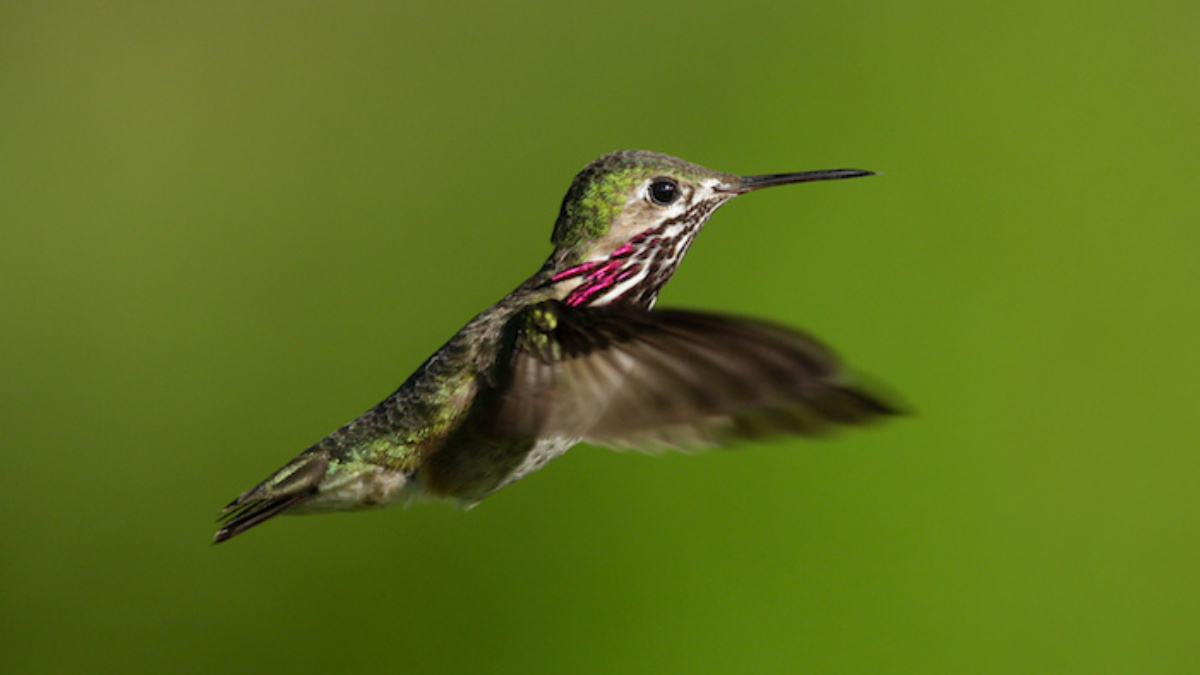 Solved A flying hummingbird picks up charge as it moves